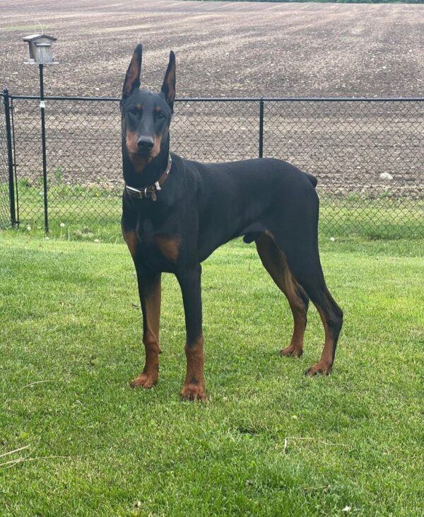 Doberman Puppies for sale ny
