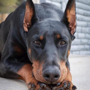 If you're looking for a Luna-doberman puppy in Virginia, you've come to the right place.