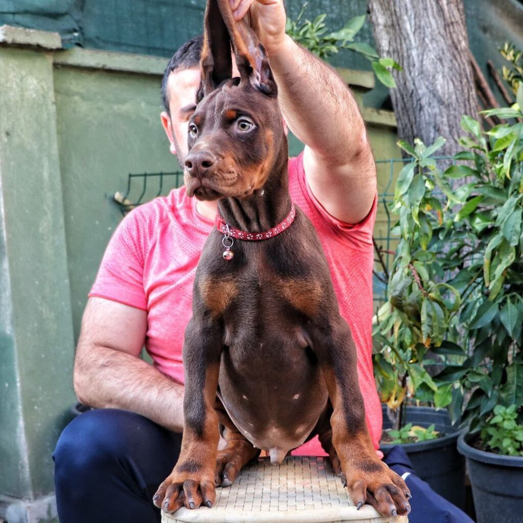 duke-doberman-puppies-for-sale-arizona