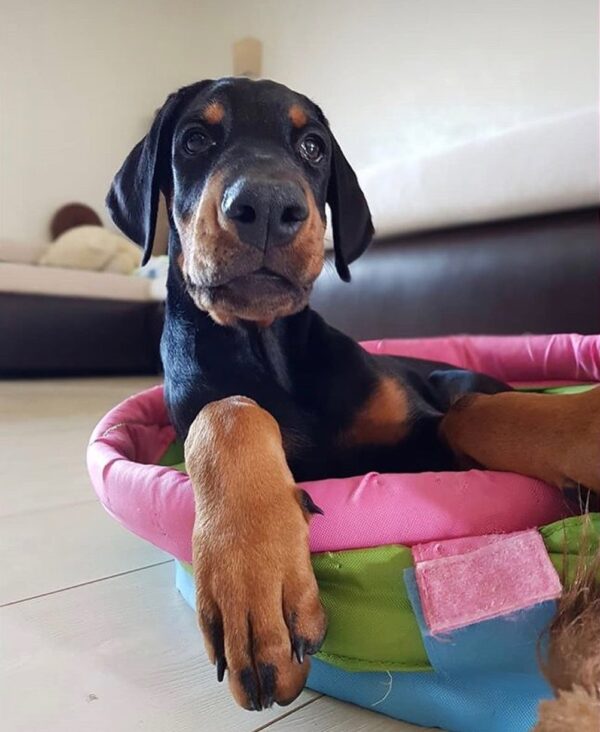 Doberman Puppies for sale wi