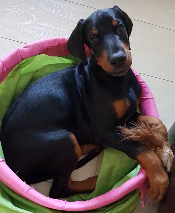 Doberman Puppies for sale wi
