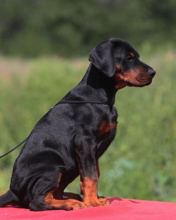 Doberman Puppies for sale Indiana