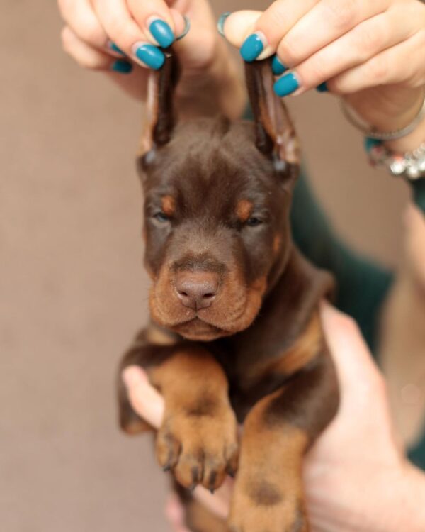 king doberman puppies for sale